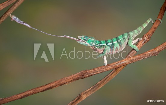Picture of Chameleon shoots out tongue